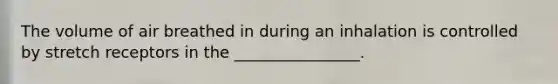 The volume of air breathed in during an inhalation is controlled by stretch receptors in the ________________.