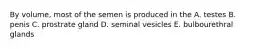 By volume, most of the semen is produced in the A. testes B. penis C. prostrate gland D. seminal vesicles E. bulbourethral glands