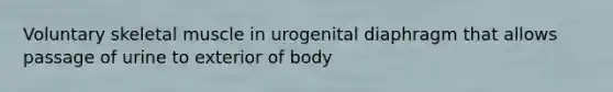 Voluntary skeletal muscle in urogenital diaphragm that allows passage of urine to exterior of body