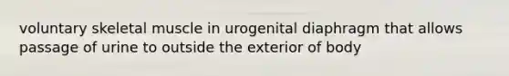 voluntary skeletal muscle in urogenital diaphragm that allows passage of urine to outside the exterior of body