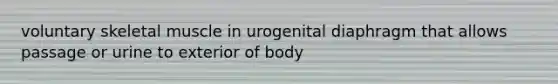 voluntary skeletal muscle in urogenital diaphragm that allows passage or urine to exterior of body