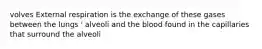 volves External respiration is the exchange of these gases between the lungs ' alveoli and the blood found in the capillaries that surround the alveoli