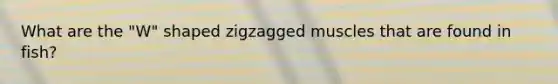 What are the "W" shaped zigzagged muscles that are found in fish?