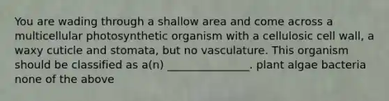 You are wading through a shallow area and come across a multicellular photosynthetic organism with a cellulosic cell wall, a waxy cuticle and stomata, but no vasculature. This organism should be classified as a(n) _______________. plant algae bacteria none of the above