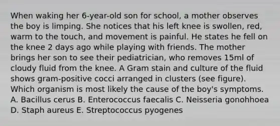 When waking her 6-year-old son for school, a mother observes the boy is limping. She notices that his left knee is swollen, red, warm to the touch, and movement is painful. He states he fell on the knee 2 days ago while playing with friends. The mother brings her son to see their pediatrician, who removes 15ml of cloudy fluid from the knee. A Gram stain and culture of the fluid shows gram-positive cocci arranged in clusters (see figure). Which organism is most likely the cause of the boy's symptoms. A. Bacillus cerus B. Enterococcus faecalis C. Neisseria gonohhoea D. Staph aureus E. Streptococcus pyogenes