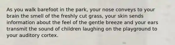 As you walk barefoot in the park, your nose conveys to your brain the smell of the freshly cut grass, your skin sends information about the feel of the gentle breeze and your ears transmit the sound of children laughing on the playground to your auditory cortex.