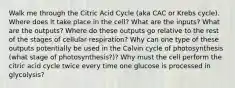 Walk me through the Citric Acid Cycle (aka CAC or Krebs cycle). Where does it take place in the cell? What are the inputs? What are the outputs? Where do these outputs go relative to the rest of the stages of cellular respiration? Why can one type of these outputs potentially be used in the Calvin cycle of photosynthesis (what stage of photosynthesis?)? Why must the cell perform the citric acid cycle twice every time one glucose is processed in glycolysis?