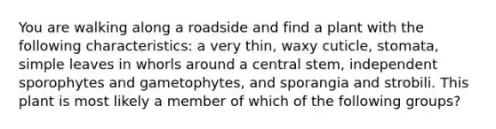 You are walking along a roadside and find a plant with the following characteristics: a very thin, waxy cuticle, stomata, simple leaves in whorls around a central stem, independent sporophytes and gametophytes, and sporangia and strobili. This plant is most likely a member of which of the following groups?