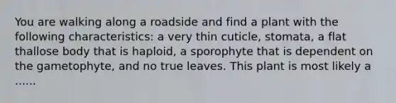 You are walking along a roadside and find a plant with the following characteristics: a very thin cuticle, stomata, a flat thallose body that is haploid, a sporophyte that is dependent on the gametophyte, and no true leaves. This plant is most likely a ......