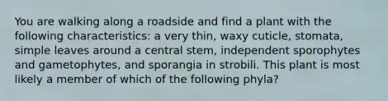 You are walking along a roadside and find a plant with the following characteristics: a very thin, waxy cuticle, stomata, simple leaves around a central stem, independent sporophytes and gametophytes, and sporangia in strobili. This plant is most likely a member of which of the following phyla?