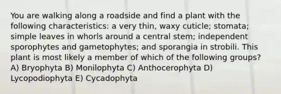 You are walking along a roadside and find a plant with the following characteristics: a very thin, waxy cuticle; stomata; simple leaves in whorls around a central stem; independent sporophytes and gametophytes; and sporangia in strobili. This plant is most likely a member of which of the following groups? A) Bryophyta B) Monilophyta C) Anthocerophyta D) Lycopodiophyta E) Cycadophyta