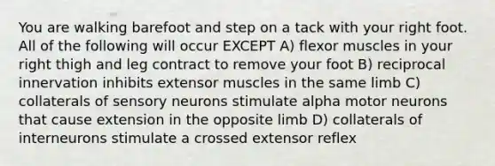 You are walking barefoot and step on a tack with your right foot. All of the following will occur EXCEPT A) flexor muscles in your right thigh and leg contract to remove your foot B) reciprocal innervation inhibits extensor muscles in the same limb C) collaterals of sensory neurons stimulate alpha motor neurons that cause extension in the opposite limb D) collaterals of interneurons stimulate a crossed extensor reflex