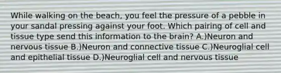 While walking on the beach, you feel the pressure of a pebble in your sandal pressing against your foot. Which pairing of cell and tissue type send this information to the brain? A.)Neuron and nervous tissue B.)Neuron and connective tissue C.)Neuroglial cell and epithelial tissue D.)Neuroglial cell and nervous tissue