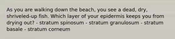 As you are walking down the beach, you see a dead, dry, shriveled-up fish. Which layer of your epidermis keeps you from drying out? - stratum spinosum - stratum granulosum - stratum basale - stratum corneum