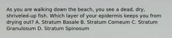 As you are walking down the beach, you see a dead, dry, shriveled-up fish. Which layer of your epidermis keeps you from drying out? A. Stratum Basale B. Stratum Corneum C. Stratum Granulosum D. Stratum Spinosum