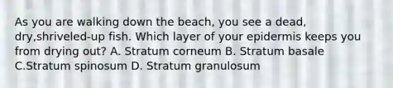 As you are walking down the beach, you see a dead, dry,shriveled-up fish. Which layer of your epidermis keeps you from drying out? A. Stratum corneum B. Stratum basale C.Stratum spinosum D. Stratum granulosum