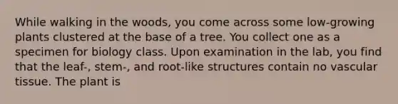 While walking in the woods, you come across some low-growing plants clustered at the base of a tree. You collect one as a specimen for biology class. Upon examination in the lab, you find that the leaf-, stem-, and root-like structures contain no <a href='https://www.questionai.com/knowledge/k1HVFq17mo-vascular-tissue' class='anchor-knowledge'>vascular tissue</a>. The plant is