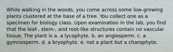 While walking in the woods, you come across some low-growing plants clustered at the base of a tree. You collect one as a specimen for biology class. Upon examination in the lab, you find that the leaf-, stem-, and root-like structures contain no vascular tissue. The plant is a. a lycophyte. b. an angiosperm. c. a gymnosperm. d. a bryophyte. e. not a plant but a charophyte.