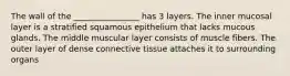 The wall of the ________________ has 3 layers. The inner mucosal layer is a stratified squamous epithelium that lacks mucous glands. The middle muscular layer consists of muscle fibers. The outer layer of dense connective tissue attaches it to surrounding organs