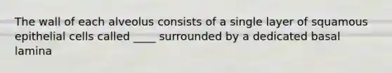 The wall of each alveolus consists of a single layer of squamous epithelial cells called ____ surrounded by a dedicated basal lamina
