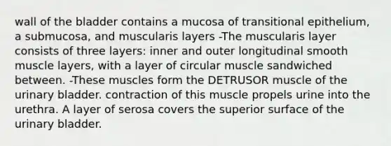 wall of the bladder contains a mucosa of transitional epithelium, a submucosa, and muscularis layers -The muscularis layer consists of three layers: inner and outer longitudinal smooth muscle layers, with a layer of circular muscle sandwiched between. -These muscles form the DETRUSOR muscle of the urinary bladder. contraction of this muscle propels urine into the urethra. A layer of serosa covers the superior surface of the urinary bladder.