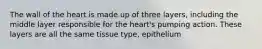 The wall of the heart is made up of three layers, including the middle layer responsible for the heart's pumping action. These layers are all the same tissue type, epithelium