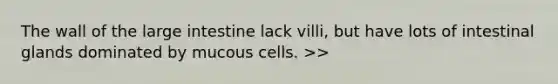 The wall of the large intestine lack villi, but have lots of intestinal glands dominated by mucous cells. >>