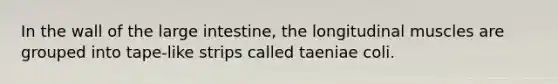 In the wall of the <a href='https://www.questionai.com/knowledge/kGQjby07OK-large-intestine' class='anchor-knowledge'>large intestine</a>, the longitudinal muscles are grouped into tape-like strips called taeniae coli.