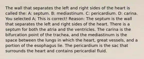 The wall that separates the left and right sides of the heart is called the: A: septum. B: mediastinum. C: pericardium. D: carina. You selected A; This is correct! Reason: The septum is the wall that separates the left and right sides of the heart. There is a septum for both the atria and the ventricles. The carina is the bifurcation point of the trachea, and the mediastinum is the space between the lungs in which the heart, great vessels, and a portion of the esophagus lie. The pericardium is the sac that surrounds the heart and contains pericardial fluid.