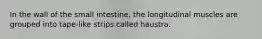 In the wall of the small intestine, the longitudinal muscles are grouped into tape-like strips called haustra.