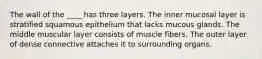 The wall of the ____ has three layers. The inner mucosal layer is stratified squamous epithelium that lacks mucous glands. The middle muscular layer consists of muscle fibers. The outer layer of dense connective attaches it to surrounding organs.