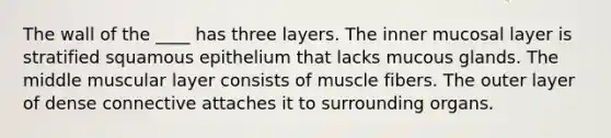 The wall of the ____ has three layers. The inner mucosal layer is stratified squamous epithelium that lacks mucous glands. The middle muscular layer consists of muscle fibers. The outer layer of dense connective attaches it to surrounding organs.