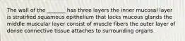 The wall of the _______ has three layers the inner mucosal layer is stratified squamous epithelium that lacks mucous glands the middle muscular layer consist of muscle fibers the outer layer of dense connective tissue attaches to surrounding organs