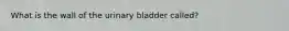 What is the wall of the urinary bladder called?