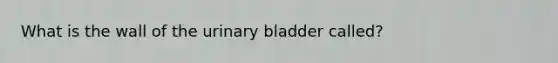 What is the wall of the urinary bladder called?