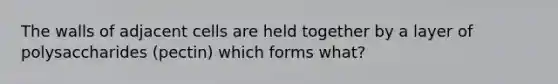 The walls of adjacent cells are held together by a layer of polysaccharides (pectin) which forms what?