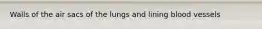 Walls of the air sacs of the lungs and lining blood vessels