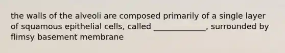 the walls of the alveoli are composed primarily of a single layer of squamous epithelial cells, called _____________, surrounded by flimsy basement membrane