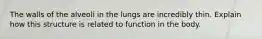 The walls of the alveoli in the lungs are incredibly thin. Explain how this structure is related to function in the body.