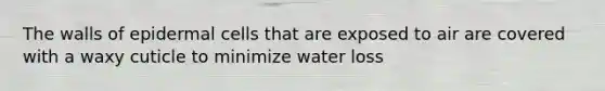 The walls of epidermal cells that are exposed to air are covered with a waxy cuticle to minimize water loss