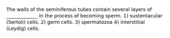 The walls of the seminiferous tubes contain several layers of _____________ in the process of becoming sperm. 1) sustentacular (Sertoli) cells. 2) germ cells. 3) spermatozoa 4) interstitial (Leydig) cells.