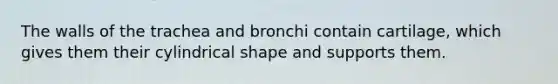 The walls of the trachea and bronchi contain cartilage, which gives them their cylindrical shape and supports them.