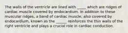 The walls of the ventricle are lined with _____ which are ridges of cardiac muscle covered by endocardium. In addition to these muscular ridges, a band of cardiac muscle, also covered by endocardium, known as the ______ reinforces the thin walls of the right ventricle and plays a crucial role in cardiac conduction.