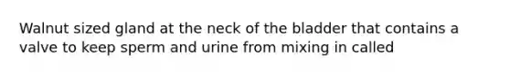 Walnut sized gland at the neck of the bladder that contains a valve to keep sperm and urine from mixing in called