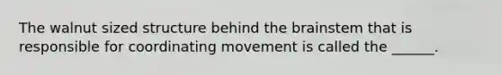 The walnut sized structure behind the brainstem that is responsible for coordinating movement is called the ______.