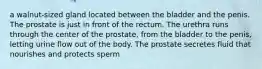 a walnut-sized gland located between the bladder and the penis. The prostate is just in front of the rectum. The urethra runs through the center of the prostate, from the bladder to the penis, letting urine flow out of the body. The prostate secretes fluid that nourishes and protects sperm