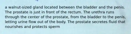 a walnut-sized gland located between the bladder and the penis. The prostate is just in front of the rectum. The urethra runs through the center of the prostate, from the bladder to the penis, letting urine flow out of the body. The prostate secretes fluid that nourishes and protects sperm