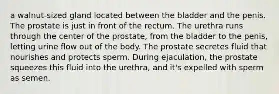 a walnut-sized gland located between the bladder and the penis. The prostate is just in front of the rectum. The urethra runs through the center of the prostate, from the bladder to the penis, letting urine flow out of the body. The prostate secretes fluid that nourishes and protects sperm. During ejaculation, the prostate squeezes this fluid into the urethra, and it's expelled with sperm as semen.