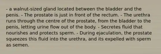 - a walnut-sized gland located between the bladder and the penis. - The prostate is just in front of the rectum. - The urethra runs through the centre of the prostate, from the bladder to the penis, letting urine flow out of the body. - Secretes fluid that nourishes and protects sperm. - During ejaculation, the prostate squeezes this fluid into the urethra, and its expelled with sperm as semen.