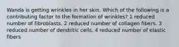 Wanda is getting wrinkles in her skin. Which of the following is a contributing factor to the formation of wrinkles? 1 reduced number of fibroblasts. 2 reduced number of collagen fibers. 3 reduced number of dendritic cells. 4 reduced number of elastic fibers